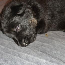 Boy 6 - Bi-color male German Shepherd puppy in Grimesland, North Carolina from Von Stancill German Shepherds