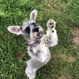 Esme - Miniature Schnauzer