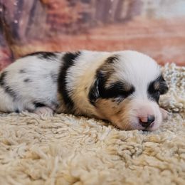 Girl 2 - Blue merle and white female American Corgi puppy in Tombstone, Arizona from WeVolution Off-Grid