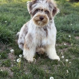 Aussiedoodle and Bernedoodle All Grown Up from Sassy Pants Pups