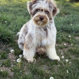 Aussiedoodle and Bernedoodle All Grown Up from Sassy Pants Pups