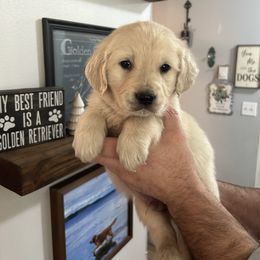 Male 1 (Lime green collar) - Light golden male Golden Retriever puppy in Rainier, Washington from Hanson’s NW Goldens & Doodles