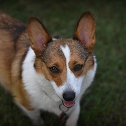 Heidi - Pembroke Welsh Corgi