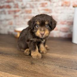 Cheddar - Red tri-color male Aussiedoodle puppy in Sweetwater, Florida from Sandy Snout Doodles