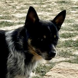 Kash - Australian Cattle Dog