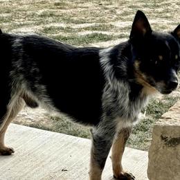 Kash - Australian Cattle Dog