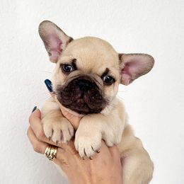 Boy 2 - Fawn male French Bulldog puppy in Spring Creek, Nevada from Nevada Frenchie Co.