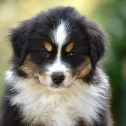 Australian Shepherd and Miniature American Shepherd Puppies from Bright Heart Aussies & Miniature American Shepherds