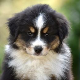 Australian Shepherd and Miniature American Shepherd Puppies from Bright Heart Aussies & Miniature American Shepherds