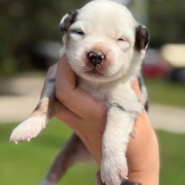 Benny ASD - Blue merle male Miniature Australian Shepherd puppy in Polk City, Florida from Skaky Shepherds
