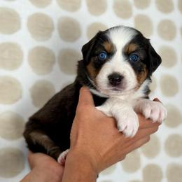 Poppy - Black tri-color female Australian Shepherd puppy in Salinas, California from AA Aussies