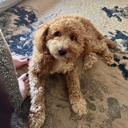 Paislee - Goldendoodle