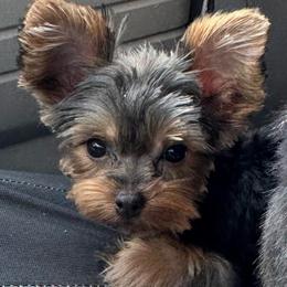 Abby,click for price-more info - Black and tan female Yorkshire Terrier puppy in Kingston, Oklahoma from Lake Life