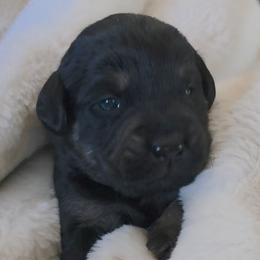 Rex - Tri-color male Labradoodle puppy in Centerville, Utah from Reid Wasatch Doodles
