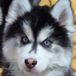 Phineas - Black and white male Siberian Husky puppy in East Tawas, Michigan from BurnsBerg's Woolies