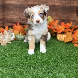 Puppy 5 Female - Red merle female Australian Shepherd puppy in Crystal River, Florida from Copper Top Aussies