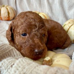 Cocoa - Red  female Goldendoodle puppy in South Fulton, Georgia from Golden Paws Farm