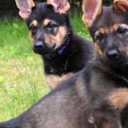 German Shepherd Puppies from Patriot Shepherds