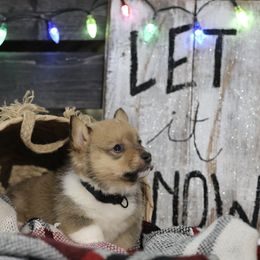 Pembroke Welsh Corgi Puppies from Corgi Companions