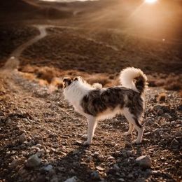 Border Collie All Grown Up from Battle Born Borders