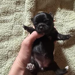 AKC Girl 3 - Black and tan female Chihuahua puppy in Anoka, Minnesota from Anoka County MN AKC Chihuahuas