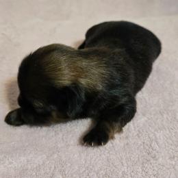 Sweet boy 2 - Black male Shih Tzu puppy in Roanoke, Virginia from Adeline Joys Shih tzus of Roanoke Virginia