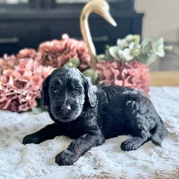 Cookie- Purple Collar - Black female Goldendoodle puppy in Bay City, Texas from Charming Doods Goldendoodles