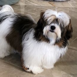 Kissy - Havanese