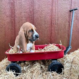 Basset Hound Puppies from Blessed Bassets