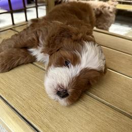 Bernedoodle, Poodle, and Saint Berdoodle Puppies from Myt fine doodles