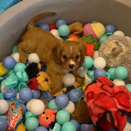 Teddy - Ruby male Cavalier King Charles Spaniel puppy in Parker, Colorado from Infinity Paws Cavaliers