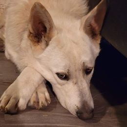 German Shepherds from Cable’s German Shepherds