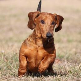 Dasher - Dapple male Dachshund puppy in Red Bud, Illinois from Midwest Miniature Dachshunds
