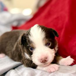 George - Red tri male Toy Australian Shepherd puppy in College Station, Texas from South Paw Toy Aussies