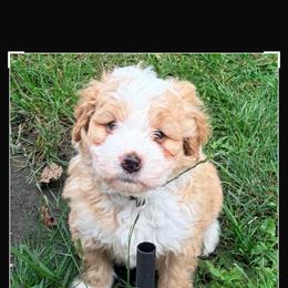 Buzz - Yellow and white male Bernedoodle puppy in Lincoln, Nebraska from GRand Doodles