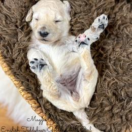 Maggie Moon English Teddybear - Cream female Goldendoodle puppy in Grove, Oklahoma from Guinn Family Farms