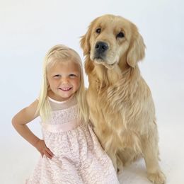Stormi - Golden Retriever