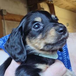 Lizbeth's teal collar black and cream longhair boy - Black and cream male Dachshund puppy in Caldwell, Idaho from Dozendachs