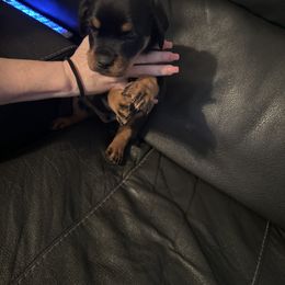 Boy 1 - Rottweiler puppy in Shawnee, Oklahoma from Vom haus Ferguson Rottweilers