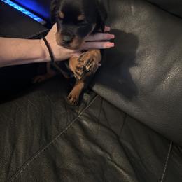 Boy 1 - Rottweiler puppy in Shawnee, Oklahoma from Vom haus Ferguson Rottweilers