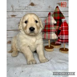 Golden Retriever Puppies from Castle Country Companions