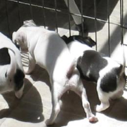Chihuahua Puppies from Keljim's Chihuahuas