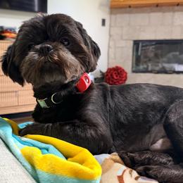 Biggie - Shih Tzu