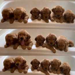 Golden Retriever Puppies from Rainy Day Goldens