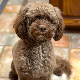 Maci - Cockapoo