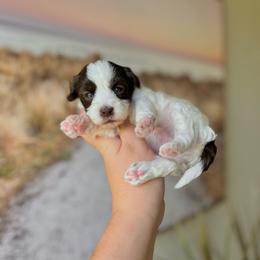 Obispo - Brown male Shihpoo puppy in San Jose, California from Doodle Amore