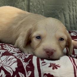 Mouse dapple - Cream male Dachshund puppy in Fredricktown, Missouri from Ivy Cream Dachshunds