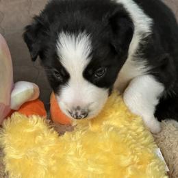 Border Collie Puppies from Roaring River Border Collies
