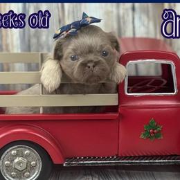 Annelle - Lilac female Shih Tzu puppy in Beatrice, Nebraska from I Shih Tzu Not Puppies