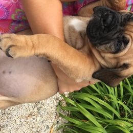 Bullmastiffs, French Bulldogs, and Spinoni Italiani from McDonald’s Bullmastiffs